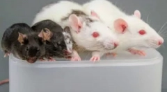 Pravila uporaba lepila iz glodalcev