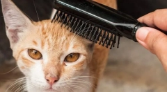 Oprema za carside in mačke