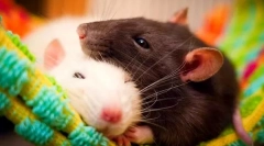 Prednosti in slabosti domačega podgane, bodisi za začetek