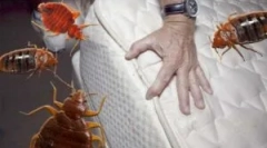 Zdravilo averfos iz bedbugs in drugih žuželk