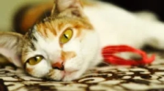 Zdravljenje azinox: navodila za uporabo