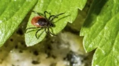 Priprava gardex iz klopov