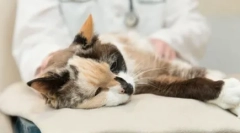 Priprava glikopein: učinkovito orodje za povečanje mačje imunosti