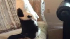 Piperazinska priprava: navodila za uporabo za živali