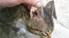 Pripravki za zdravljenje ušesnih klopov v mačkah