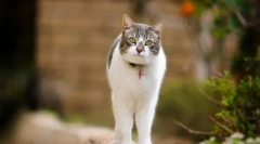 Priprave na spolni nadzor mačk in mačk