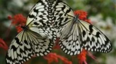 Preoblikovanje caterpillarja