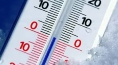 Na kateri temperaturi, bolhe umrejo?