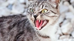 Vzroki agresivnega vedenja mačk