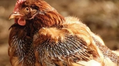 Vzroki piščancev in zdravljenja