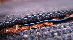 Razlogi, zakaj pridejo bugs