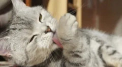 Vzroki, zakaj se mačka nenehno srbi in liza