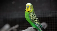 Vzroki videza rasti na kljunu na valovita papiga in zdravljenju