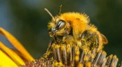 Vzroki, simptomi in zdravljenje čebelnih ugrizi