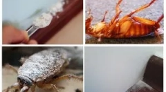 Uporaba sušilnika iz ščurkov in posteljnih postelj