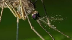 Uporaba fumigatorjev iz komarjev