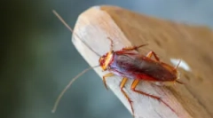 Uporaba gelov ščurkov