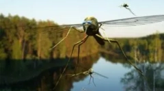 Uporaba eteričnih olj iz komarjev