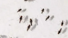 Uporaba pasti za prve doma