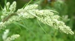 Uporaba perila iz hiše bolhe