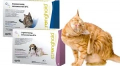 Uporaba trdnjave drog za mačke