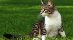 Pridobitev močne mačke