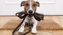 Poučevanje ovratnika, povode in gobca