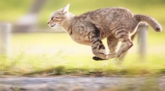 Cat zbirka v vzdevek