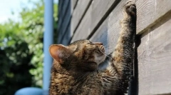 Cathovo poučevanje kogttecka