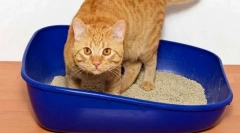 Učenje mačke na stranišče