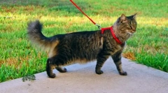 Navajen mačko, da hodi po povodcu