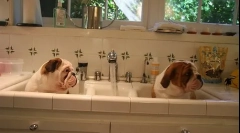 Puppy, ki poučuje puppy