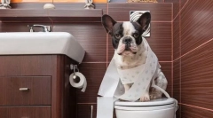 Poučevanje psa na stranišče