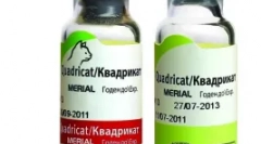 Cepljenje cat za mačke - zaščita ljubljenega hišnega ljubljenčka iz nevarne virusne bolezni