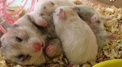 Znaki nosečnosti v hrčka, rojstvu otroka in oskrbe