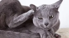 Znaki bolh v mačkah, kaj izgleda in kaj pripeljati