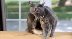 Znaki bolhe, ki jih mačka in kako izgledajo