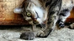 Znaki in pasme mačjih mozatov