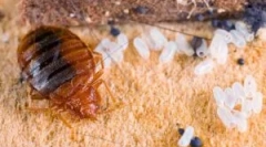 Znaki prisotnosti hroščev v apartmaju