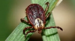 Znaki klobuka ugriza in bolezni po njem