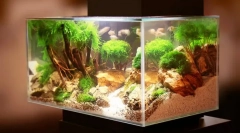 Težave v akvariju in njihovi izločitvi