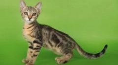 Poreklo in vtičnico