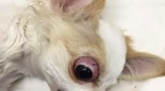 Sušenje zrkla: kakšne vrste psov izstopajo