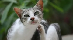 Antiparazitska medicina ocectin