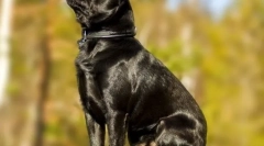 Pet-brabanson (photo): ponosni otrok s široko dušo in igrivim značajem