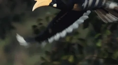 Rhino ptica - farmer forest