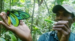 Blueholder queen alexandra