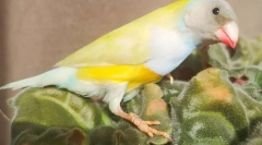 Amadins ptice, opis, vrste, nega in vsebina