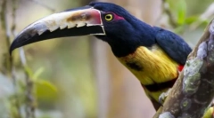 Bird-rude ptice. Družina ptic