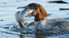 Ptice z najbolj nepredstavljivimi in modnimi kljunami